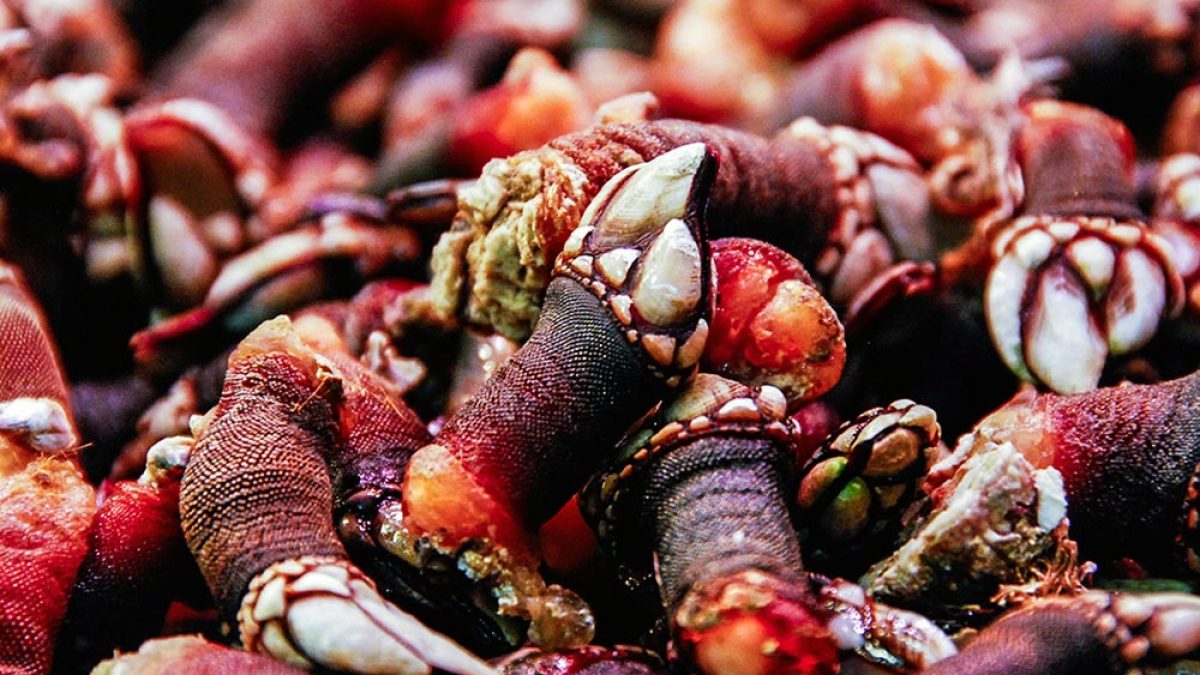 2-Percebes-The-NBP-1200×675